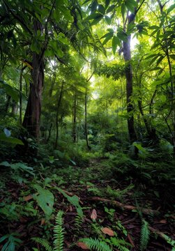 morning in the forest