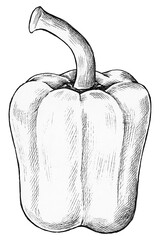 Png bell pepper black and white illustration, transparent background