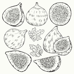 Isolated hand drawn fresh figs outline drawing illustration