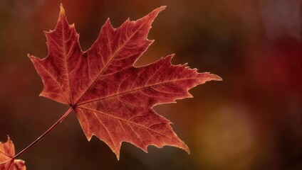 Close-up of a vibrant red maple leaf with detailed veins, set against a blurred warm background