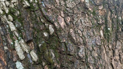 Obraz premium Close-up tree bark texture with natural moss. Perfect for backgrounds, nature design, eco branding, botanical studies, and creative projects. 