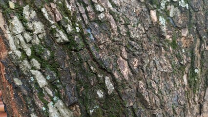 Close-up tree bark texture with natural moss. Perfect for backgrounds, nature design, eco branding, botanical studies, and creative projects.
