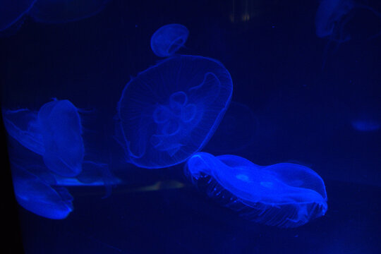 Blue Jellyfish