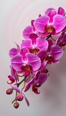 Naklejka premium Vibrant Close-Up of Pink Orchid Blooms on a Soft Background, Highlighting the Delicate Petals and Rich Colors for a Stunning Floral Display
