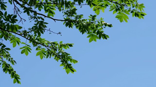 Gentle breeze rustling through vibrant green tree leaves against a clear blue summer sky