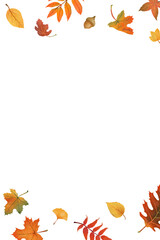 Fototapeta premium Autumn leaves png background transparent