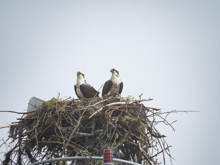 A Pair of American Ospreys on the Nest