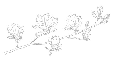 Elegant magnolia blossom branch line art illustration, spring floral motif sketch drawing © kadal