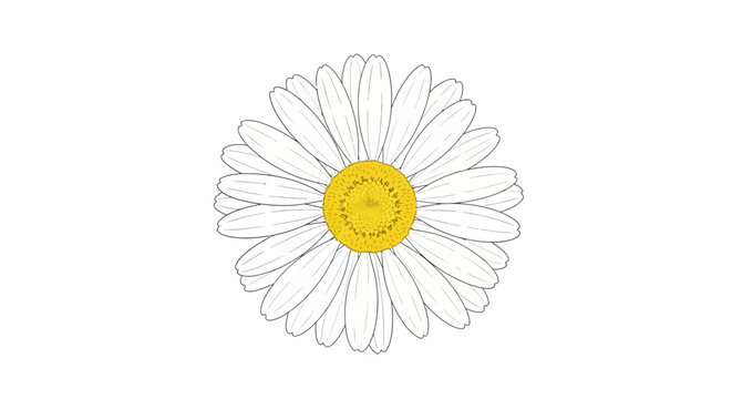 Detailed digital sketch of a white daisy with a bright yellow center on white background
