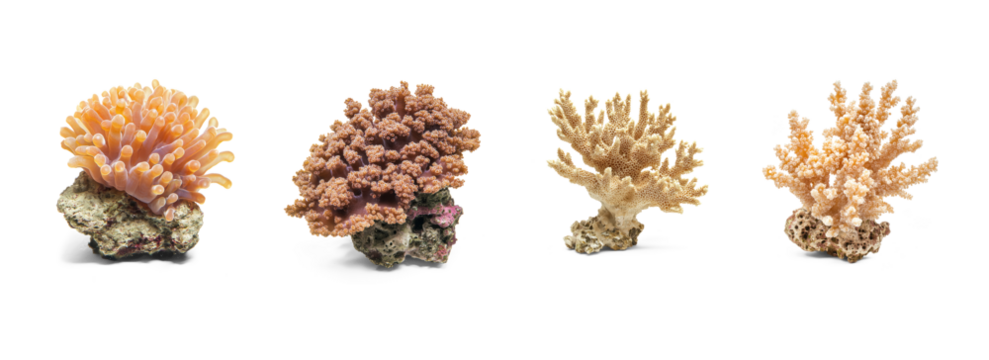 Collection of Coral hiding Shields itself in crevices to avoid predators. full length isolate on transparent background - Powered by Adobe