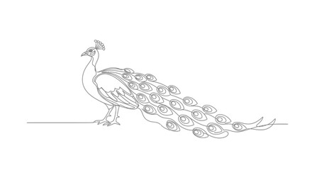 Elegant peacock illustration showcasing a single continuous line drawing style with intricate tail