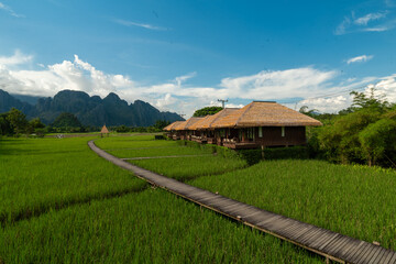 Green Rice Fields with Limestone Mountains in Vang Vieng Laos