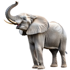 Obraz premium Panda climbing A panda climbs a tree, using its paws and body to grip the trunk. full length isolate on transparent background