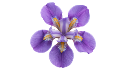 Stunning purple iris flower showcasing delicate petals and vibrant stamen details