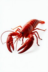 A vibrant red crawfish isolated on a white background.