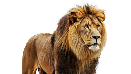 Majestic lion gazes powerfully with golden mane on white background, a symbol of courage and strength, perfect for branding and creative projects
