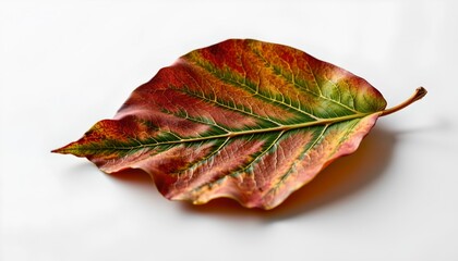 A single vibrant autumn leaf with detailed veins and a rich red hue, resting on a pristine white surface.