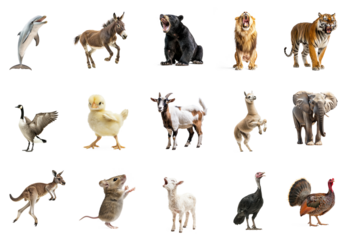 Dolphin communicating A dolphin opens its mouth or raises its body to signal. full length isolate on transparent background