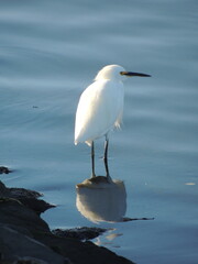 A snowy Egret watches the marsh