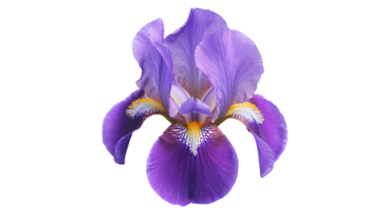Stunning purple iris flower bloom with intricate detail