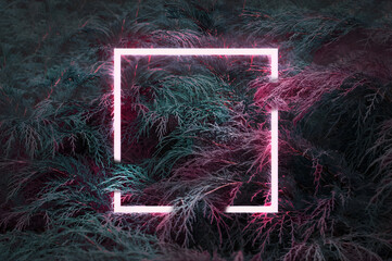 Neon Pink Square Frame Glowing Over Dark Moody Juniper Foliage Background