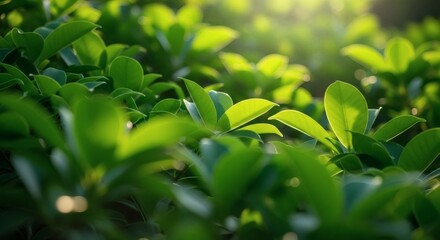 Sunlight filters through the vibrant green leaves of a lush bush, creating a serene and refreshing natural scene