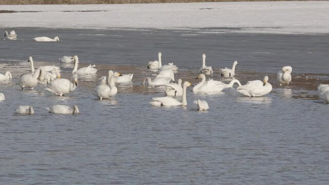 雪解けの池に群がる白鳥