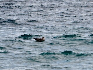 Fototapeta premium solitary seal ventures through churning seas under cloudy skies with resilience and determination