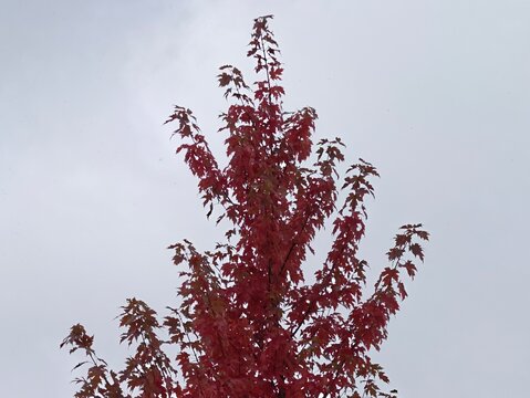 overcast sky highlights vibrant foliage colors, park ranger observes seasonal changes in lush canopy