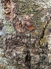 bark of a tree