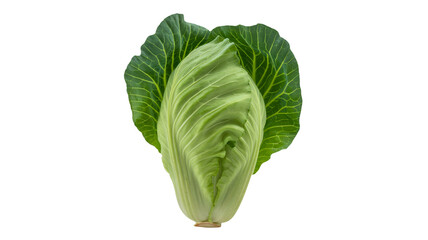 Fototapeta premium Fresh green cabbage head with vibrant leaves, perfect for healthy meals