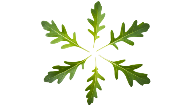 Fresh arugula leaves arranged in a vibrant starburst pattern