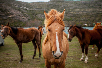 Fototapeta premium Quiet Company