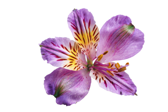 Purple and yellow alstroemeria flower with dark background and detailed petals pink, Isolated On Transparent Background, Png Cut Out
