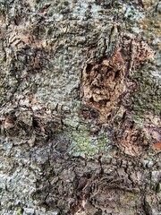 bark of a tree