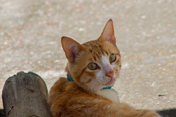 Cute Orange domestic kitten portrait outside