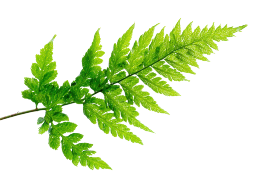 Bright green fern frond with detailed leaves against a black background leaf plant, Isolated On Transparent Background, Png Cut Out - Powered by Adobe