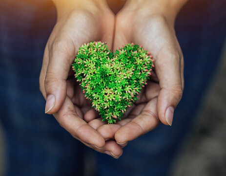 Hands Holding a Green HeartShaped Plant Love for Nature, Environmental Conservation, Earth Day Concept, Nature Care, Wellbeing.