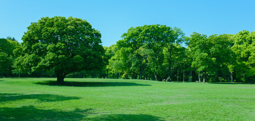 緑の公園