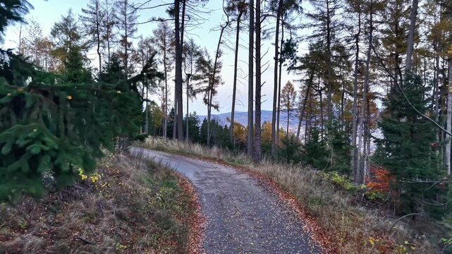 tranquil gravel walk amidst towering pine trees, quiet path through forest with lake views at dusk