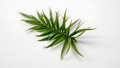Fototapeta premium An image featuring a single sprig of fresh green herbs, likely from rosemary or thyme, with a white background accentuating its fragrance.