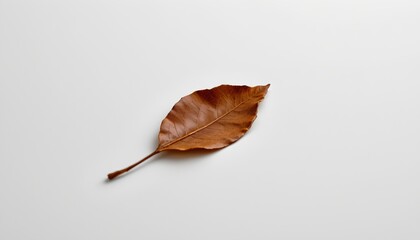 A single dried brown leaf resting against a neutral background that transitions from dark to light gray.
