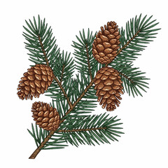 Detailed botanical illustration of a fir tree branch with several brown pinecones isolated on a white background
