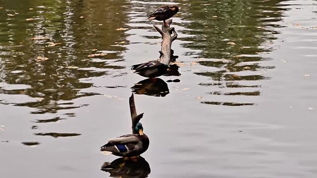 ducks swimming and splashing actively, energetic mallards causing lively ripples in water bodies