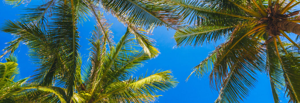 wide panoramic banner with green leaves of coconut palms trees on background of a blue sky in the tropics in summer on tropical island. Concept of tourism and travel - Powered by Adobe