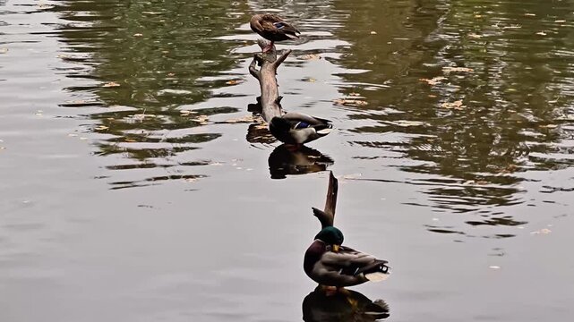 duck on calm water, autumn pond with solitary duck, lone waterfowl glides through tranquil