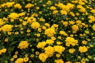 Yellow Chrysanthemum flowers in garden for background