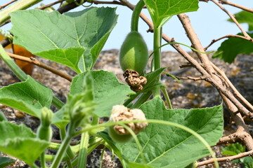 Small Bottle gourd with flowers. It is a vine grown for its fruit. Its other names Calabash, Lagenaria siceraria,  white flowered gourd, long melon, birdhouse gourd, New Guinea bean and Tasmania bean.