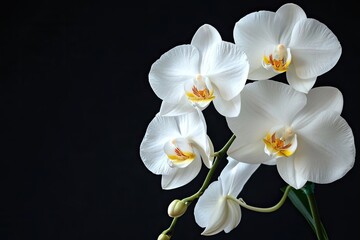 Obraz premium A white orchid with multiple flowers blooming on a stem against a black background.