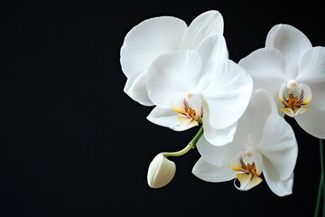 A delicate white orchid with a single stem and multiple flowers blooming in a dark background.